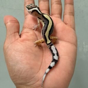 jual gecko bold stripe poss snow betina