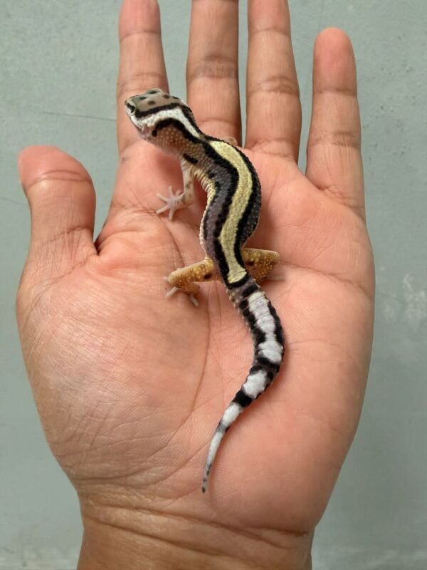 IMG_0616 jual gecko bold stripe poss snow betina