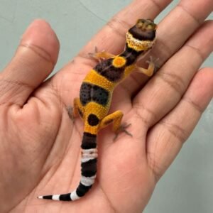 IMG_0619 hot gecko black night cross baby