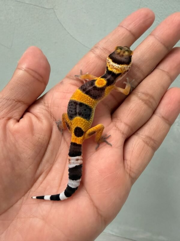 IMG_0619 hot gecko black night cross baby
