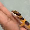 IMG_0620 Hot Gecko Black Night Cross - incub Jantan - R261097 - RARE