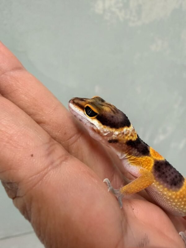 IMG_0620 Hot Gecko Black Night Cross - incub Jantan - R261097 - RARE