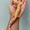 IMG_0623 jual gecko white & yellow tremper lavender jantan adult