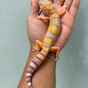 IMG_0623 jual gecko white & yellow tremper lavender jantan adult