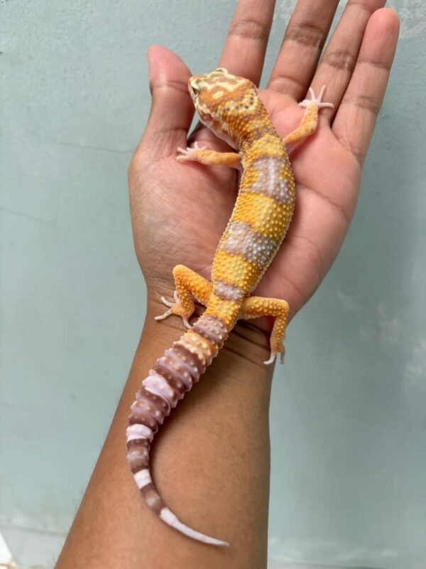 IMG_0623 jual gecko white & yellow tremper lavender jantan adult