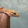 IMG_0624 mata gecko white & yellow tremper lavender