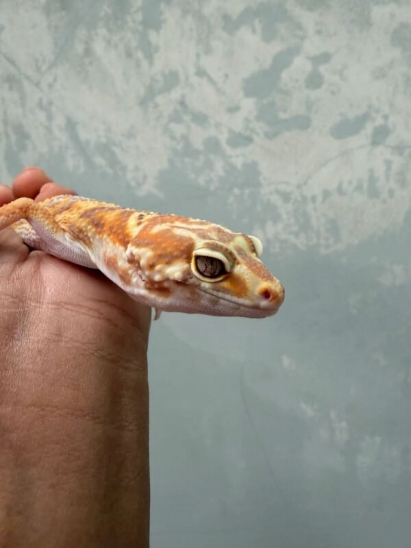 IMG_0624 mata gecko white & yellow tremper lavender