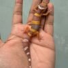 IMG_0626 gecko tangerine albino poss giant incub jantan baby