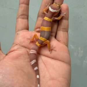 IMG_0626 gecko tangerine albino poss giant incub jantan baby