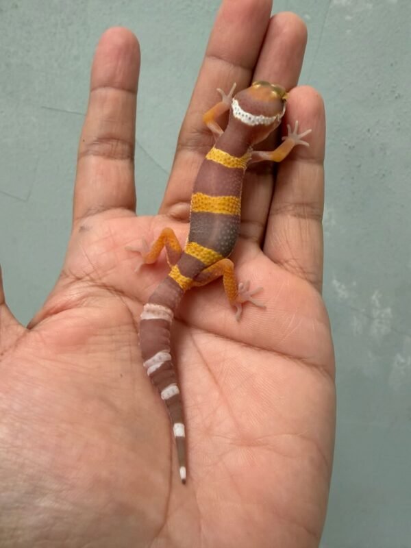 IMG_0626 gecko tangerine albino poss giant incub jantan baby