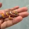 IMG_0627 mata gecko tangerine albino poss giant