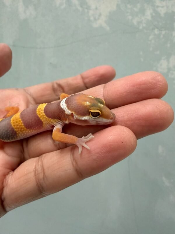 IMG_0627 mata gecko tangerine albino poss giant