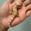 IMG_0629 gecko giant tremper lavender baby
