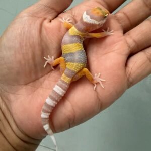 IMG_0629 gecko giant tremper lavender baby