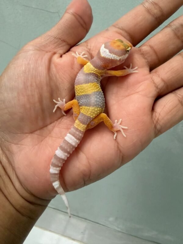 IMG_0629 gecko giant tremper lavender baby