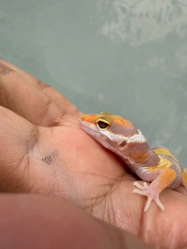 IMG_0630 mata gecko giant tremper lavender