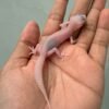 IMG_0638 jual gecko albino super raptor baby putih mata merah