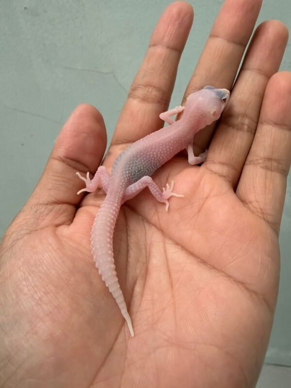 IMG_0638 jual gecko albino super raptor baby putih mata merah