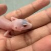 IMG_0639 mata gecko albino eclipse