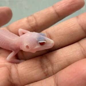 IMG_0639 mata gecko albino eclipse