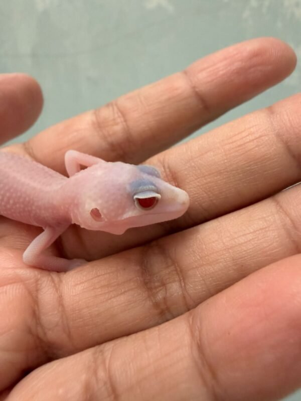 IMG_0639 mata gecko albino eclipse