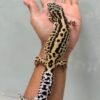 IMG_0641 gecko mack snow bold stripe betina indukan