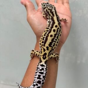 IMG_0641 gecko mack snow bold stripe betina indukan