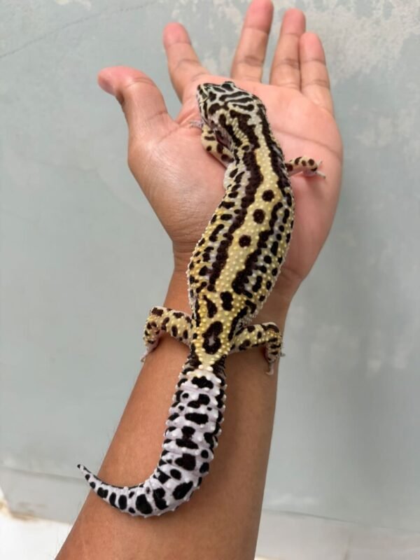 IMG_0641 gecko mack snow bold stripe betina indukan