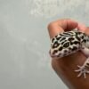 IMG_0642 mata gecko mack snow bold stripe