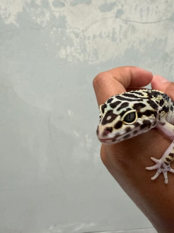 IMG_0642 mata gecko mack snow bold stripe