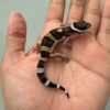 jual gecko black night jantan baby