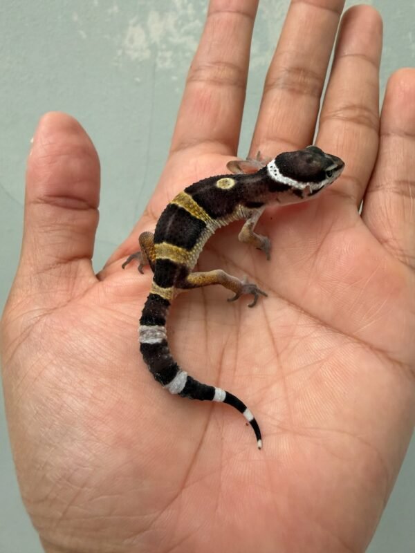 jual gecko black night jantan baby