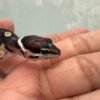 Black Night het Tremper - incub Jantan - R261235