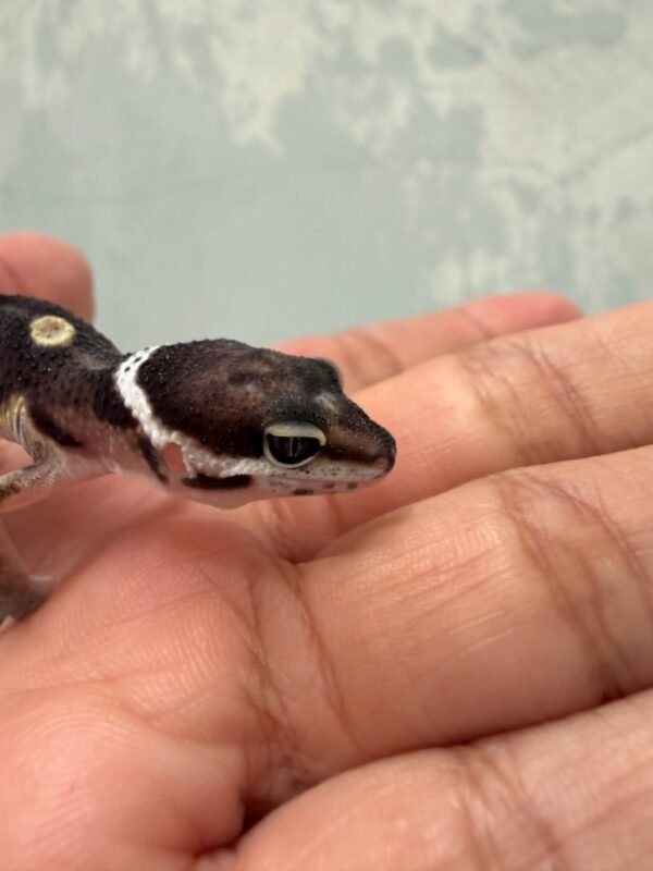 Black Night het Tremper - incub Jantan - R261235
