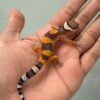 IMG_1096 jual gecko hypo tangerine black night cross baby murah