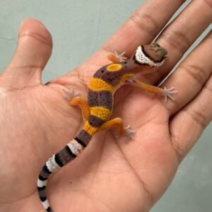 IMG_1096 jual gecko hypo tangerine black night cross baby murah