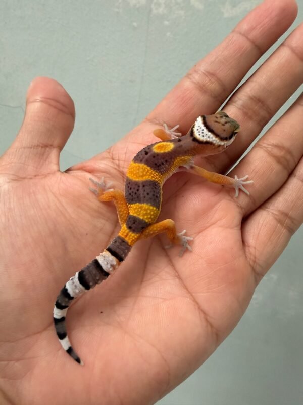 IMG_1096 jual gecko hypo tangerine black night cross baby murah