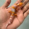 IMG_1099 jual gecko tremper lavender incub jantan baby
