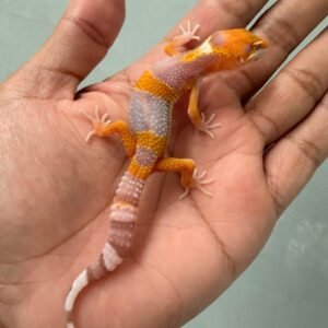 IMG_1099 jual gecko tremper lavender incub jantan baby