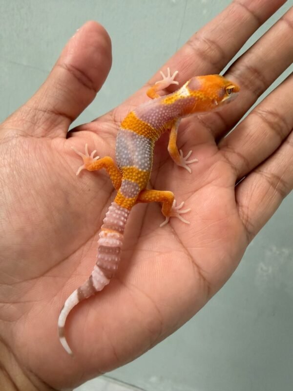 IMG_1099 jual gecko tremper lavender incub jantan baby