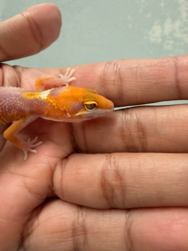IMG_1100 mata gecko tremper lavender
