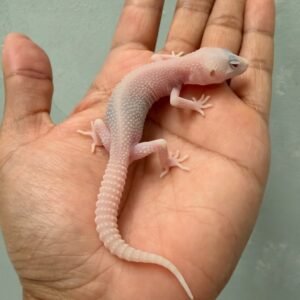 IMG_1121 jual gecko super ember betina baby albino putih mata merah