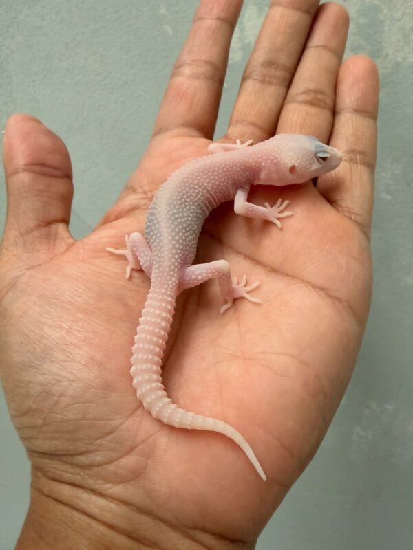 IMG_1121 jual gecko super ember betina baby albino putih mata merah