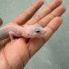 IMG_1122 gecko putih mata merah albino eclipse