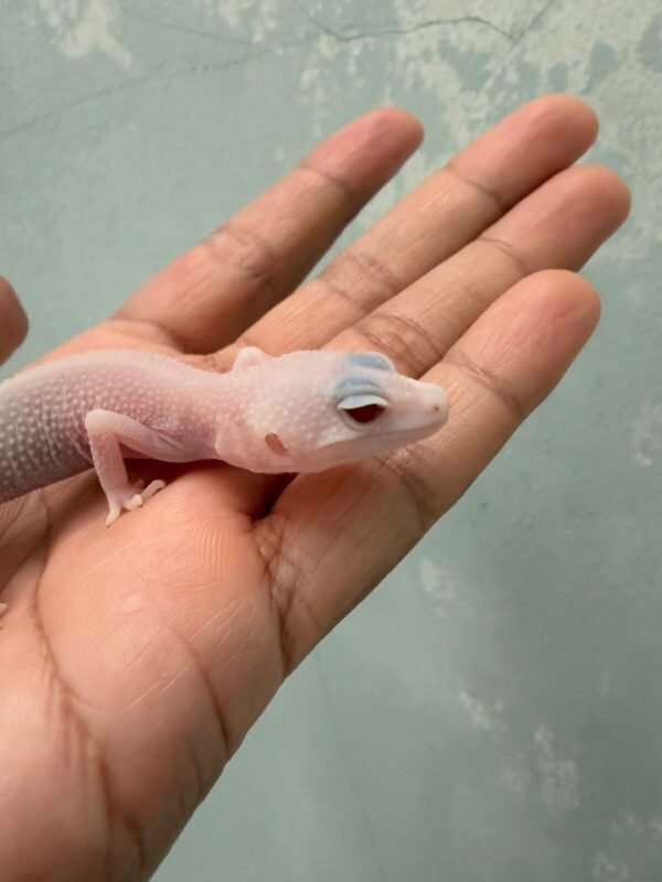 IMG_1122 gecko putih mata merah albino eclipse