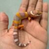 IMG_1140 jual gecko giant tremper lavender incub jantan baby