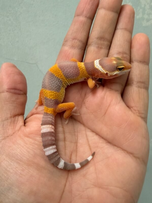 IMG_1140 jual gecko giant tremper lavender incub jantan baby