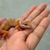 IMG_1141 Giant Tremper Lavender poss Super Giant - incub Jantan - R261286