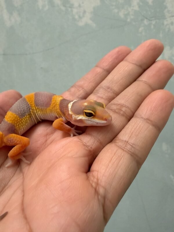 IMG_1141 Giant Tremper Lavender poss Super Giant - incub Jantan - R261286