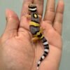 IMG_1166 jual gecko giant emerine cross poss super giant incub jantan baby
